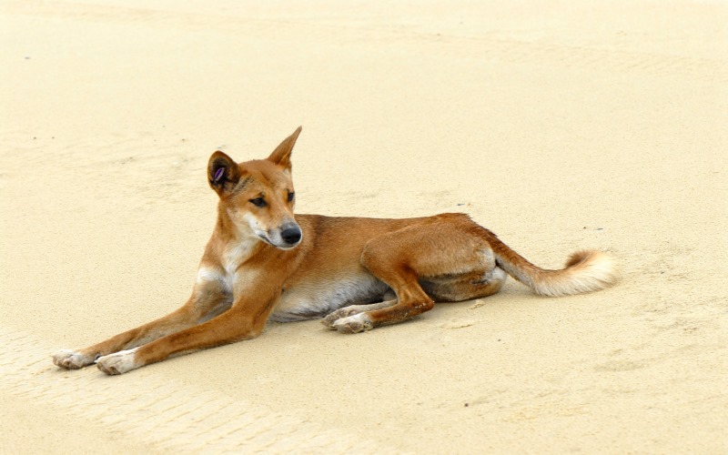 canis_lupus_dingo_2