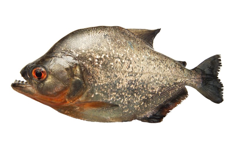 piranha