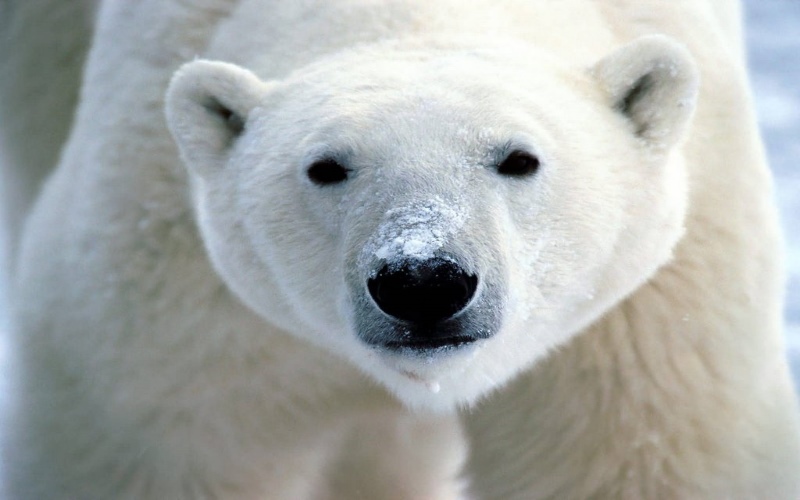 polar-bear5