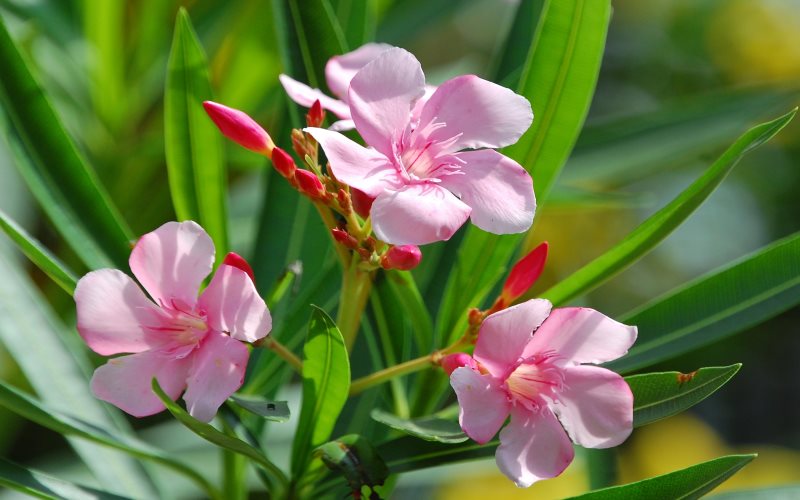 oleander