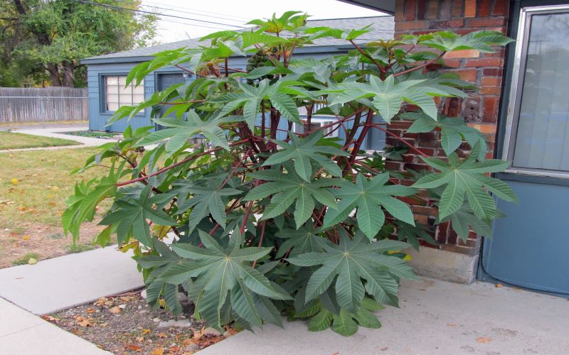castor-bean-plants