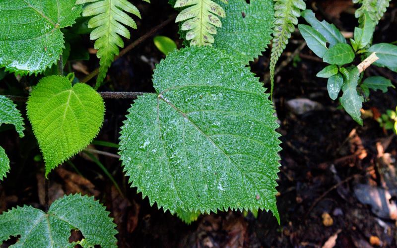 gympie-stinging_tree