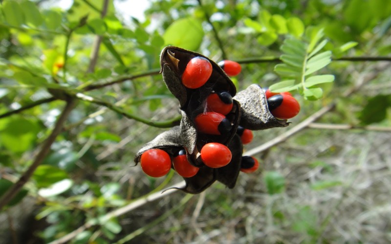 rosary-pea