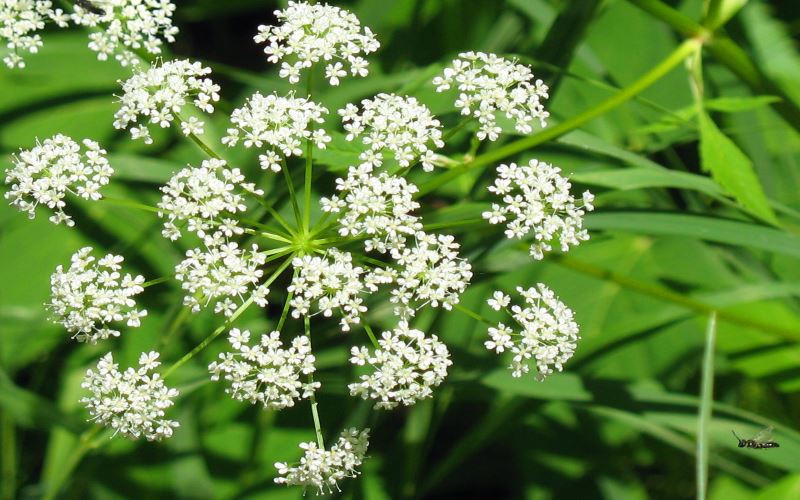 water-hemlock