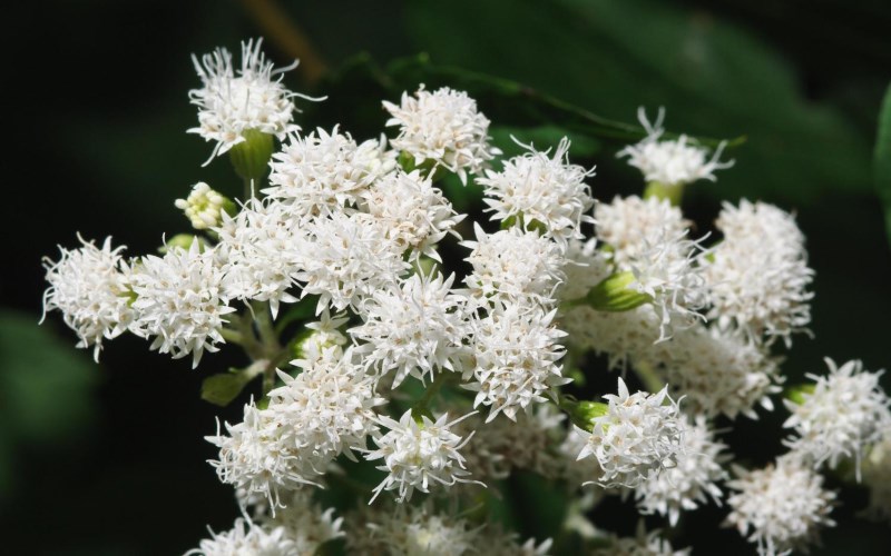 white-snakeroot